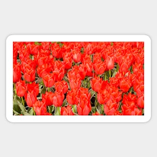 Red Tulips Sticker